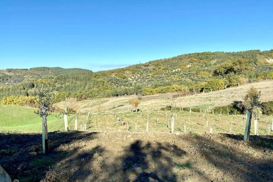 Seggiano: Typical Tuscan Farm Tour with Olive Oil Tasting - The view from the farm: Seggiano adds atmosphere to the science