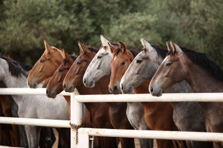 Seville: Horse's Show Entry Ticket. Optional Stud Farm Visit - Who this experience suits best