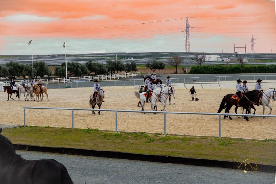 Seville: Horse's Show Entry Ticket. Optional Stud Farm Visit - Yeguada Torreluna: how this fits around Seville