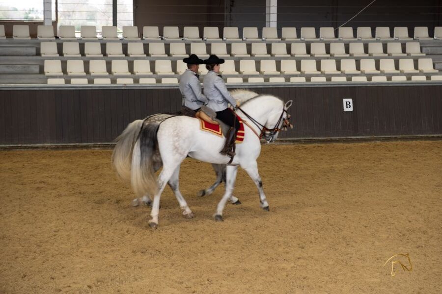 Seville: Horse's Show Entry Ticket. Optional Stud Farm Visit - Choosing the show-only ticket vs the Story of a Champion option