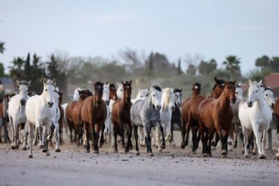 Seville: Horse's Show Entry Ticket. Optional Stud Farm Visit - Tickets, time windows, and the bracelet check-in