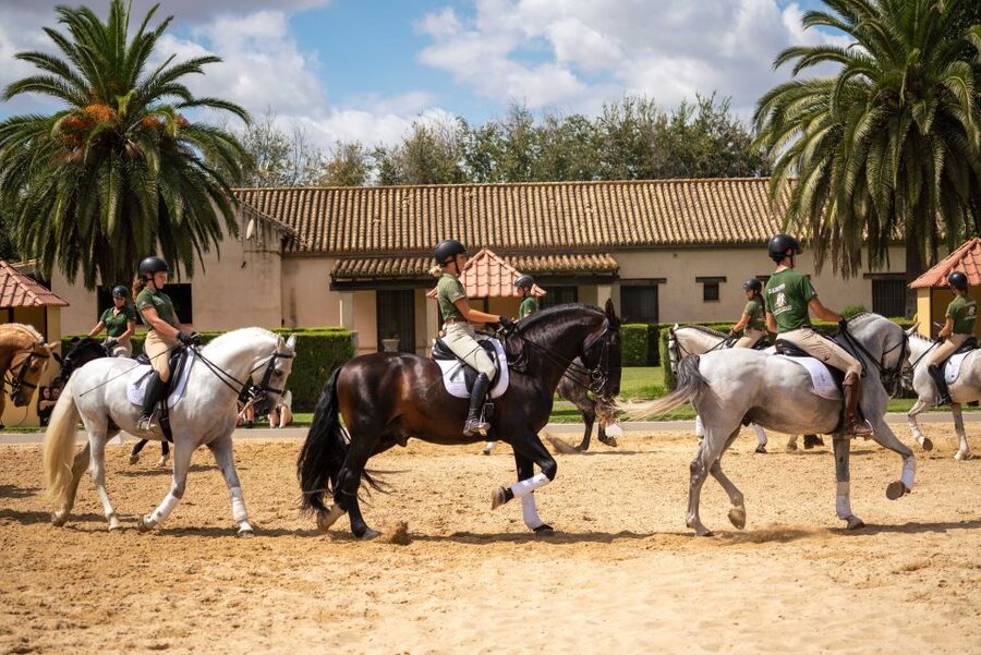 Seville: Horse's Show Entry Ticket. Optional Stud Farm Visit - World Champion Purebred Spanish Horses: why the ranch focus matters