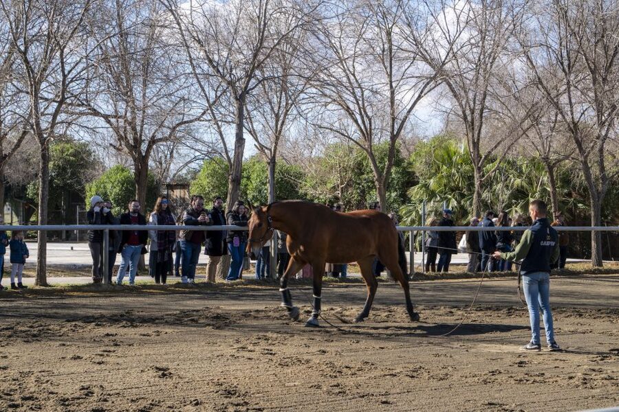 Seville: Horse's Show Entry Ticket. Optional Stud Farm Visit - Price and value: is $35 worth it?