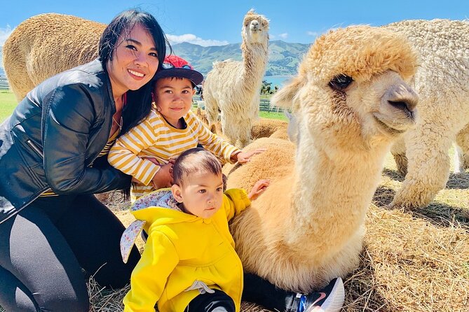 Shamarra Alpaca Farm Tours - Where Shamarra Alpaca Farm fits in your Akaroa day