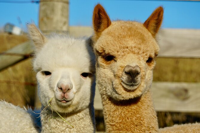 Shamarra Alpaca Farm Tours - Pricing: is $38.26 good value?