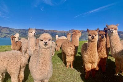Shamarra Alpaca Farm Tours - The Akaroa setting turns selfies into something better