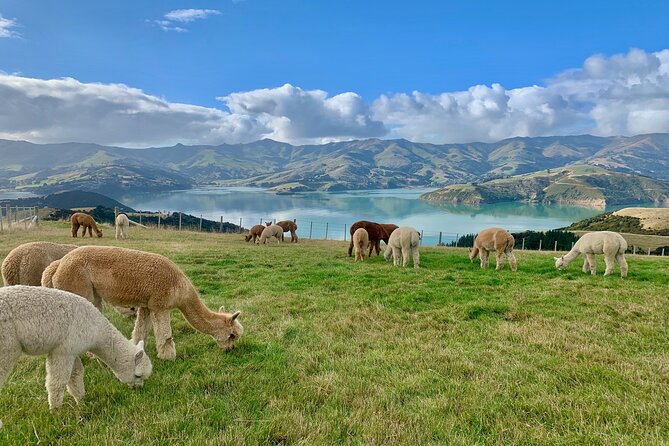 Shamarra Alpaca Farm Tours - Should you book this alpaca farm tour?