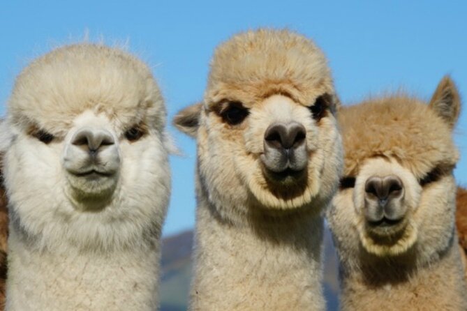 Shamarra Alpaca Farm Tours - FAQ