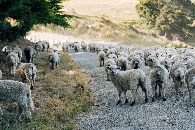 Sheep Farm Day Trip from Christchurch + Lunch and Winery visit. - Price and value: what $183.07 is actually covering
