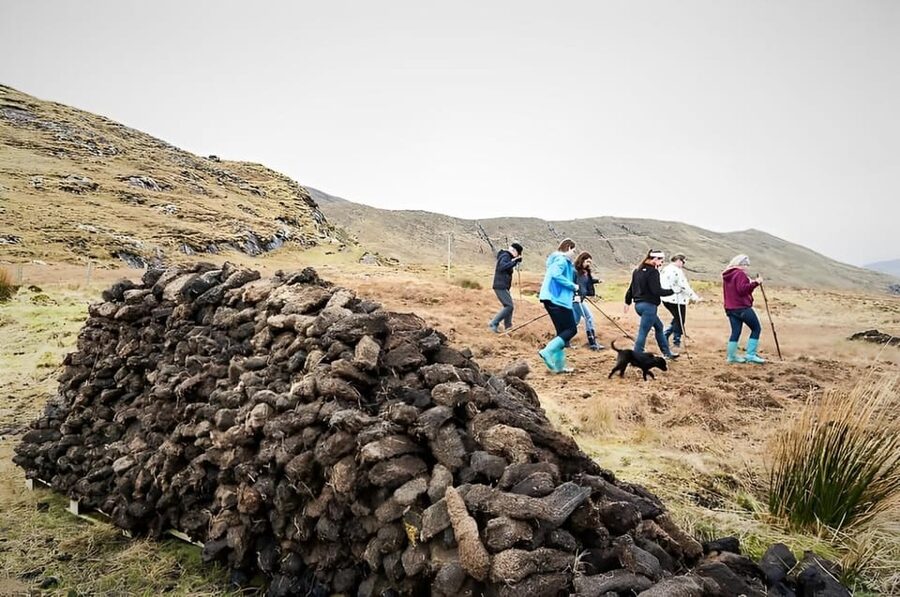 Sheepdog herding demo on working sheep farm. Galway. Guided. - Sheepdog herding demo: watching dogs like Rex at work