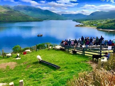 Sheepdog herding demo on working sheep farm. Galway. Guided. - Meeting the farmer: where you start to understand the flock