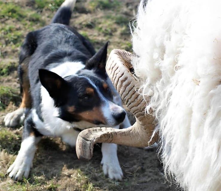 Sheepdog herding demo on working sheep farm. Galway. Guided. - Farm walk, bottle-feeding lambs, and those big countryside views