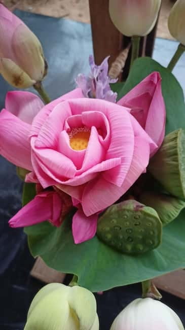 Siem Reap: Lotus Silk Farm- Tour, Lake & Masterclass - The first stop: a 30-minute lotus story about fiber and sustainability