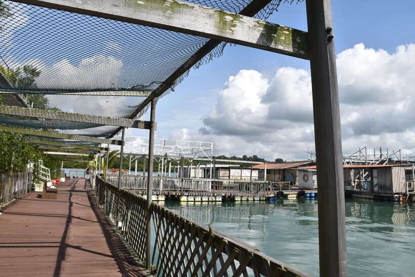 Singapore: Guided Boat Tour and Kelong Fish Farm Visit - Wildlife and mangroves: what you might spot and why it matters