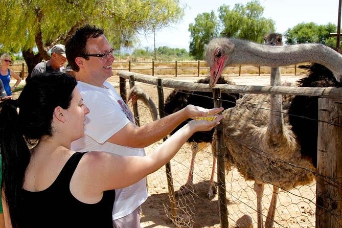 Skip the Line: Highgate Ostrich Farm Tour Ticket - Highgate Ostrich Farm on the Garden Route: what kind of experience this is