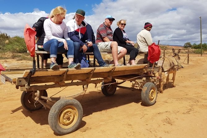 Skip the Line: Highgate Ostrich Farm Tour Ticket - The farm demonstrations that turn biology into something you remember