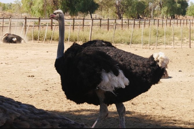 Skip the Line: Highgate Ostrich Farm Tour Ticket - Farmlands segment: a change of pace from the show-yard