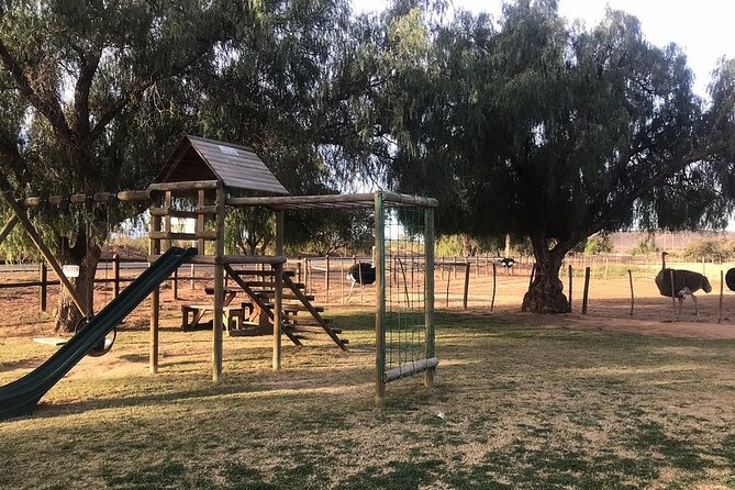 Skip the Line: Highgate Ostrich Farm Tour Ticket - Ostrich derby viewing: why the finale works