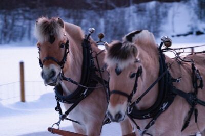 Sleigh Ride w/ snacks - Experience Arctic Farm Life - Sami lavvu snacks: coffee, pastries, and the fire-warm reset