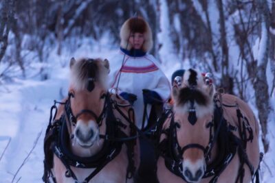 Sleigh Ride w/ Tapas Meal - Experience Arctic Farm Life - The horse-drawn ride: why fjord horses and blankets matter