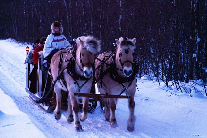 Sleigh Ride w/ Tapas Meal - Experience Arctic Farm Life - Farm time with sheep: up close, not staged
