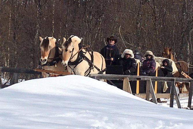 Sleigh Ride w/ Tapas Meal - Experience Arctic Farm Life - Northern Lights hopes: smart expectations in Arctic weather