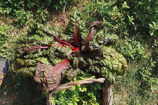Slowlife Family Farm- Cook with us From Garden to Table Syracuse - Off-grid living plus archaeology: the licensed guide adds real context