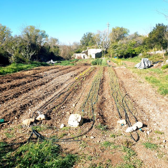 Slowlife Family Farm: From Garden to Table - Wild edible plant recognition: tasting with a guide, not a guess