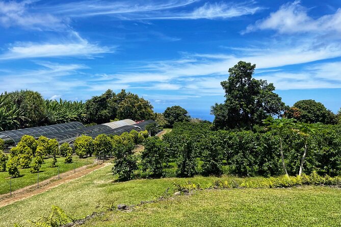 Small-Group Big Island Tour: Hawaii Volcanoes National Park and Kona Coffee Farm - Nahuku–Thurston Lava Tube: Walking Inside a 500-Year-Old Lava Story