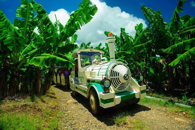 Small train tour of a banana farm in Martinique - Key things to know before you go