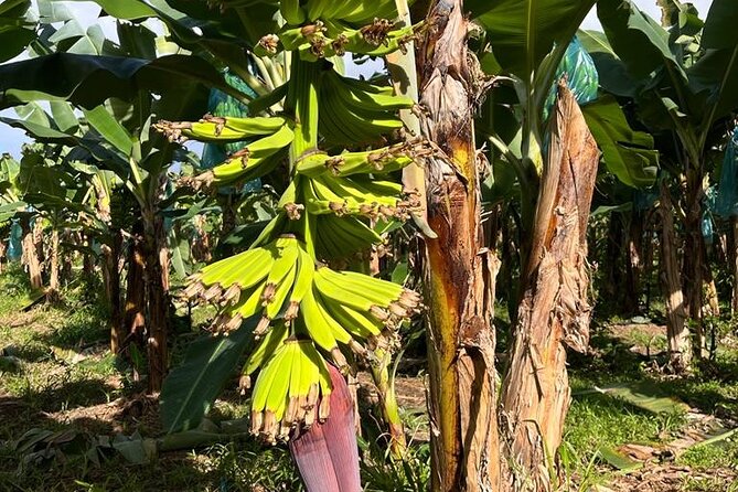 Small train tour of a banana farm in Martinique - What you’ll actually see: banana cultivation plus sugar cane and fruit trees