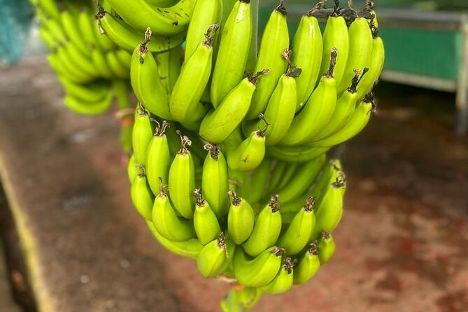 Small train tour of a banana farm in Martinique - Bruno on the ride: what the guide style brings to the farm story