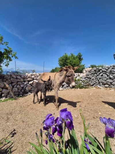 Šmrika (near Rijeka/Krk/Crikvenica) Donkey Farm Family Fun - Riding a Donkey (and Proving the Stubborn Myth)