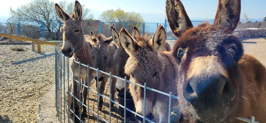 Šmrika (near Rijeka/Krk/Crikvenica) Donkey Farm Family Fun - The guided educational walk: pastures, reservoirs, and farm life