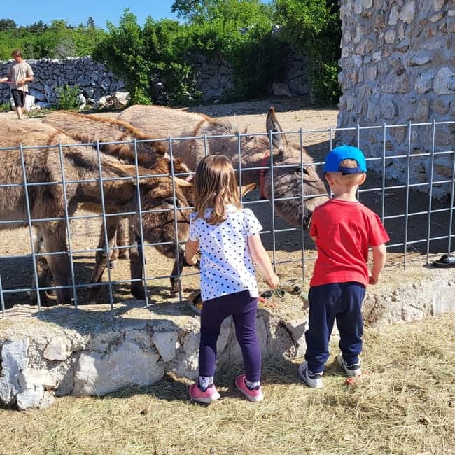 Šmrika (near Rijeka/Krk/Crikvenica) Donkey Farm Family Fun - Donkey milk: the healthy part, explained simply