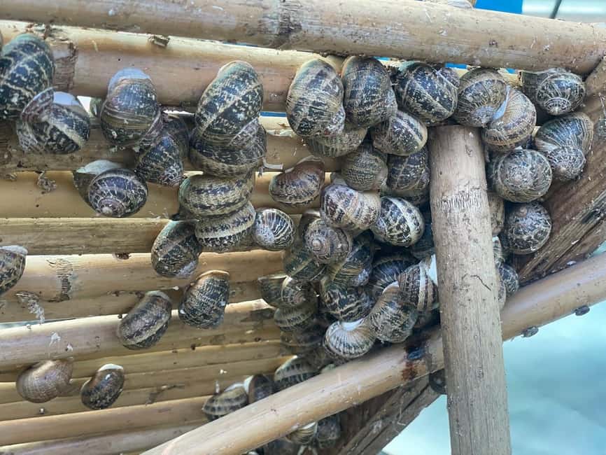 Snail and olive farm tour with table olives & homemade sweet - The Snail Farm Part: A Cool Greenhouse and Native Species