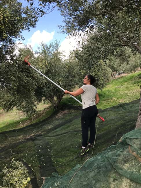 Snail and olive farm tour with table olives & homemade sweet - Best Fit: Who Will Love This Most