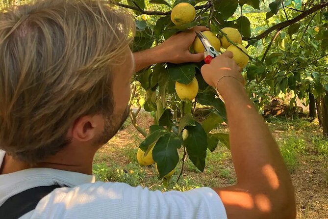 Sorrento: Authentic Lemon Experience at a Farm with Tastings - Why a Sorrento Lemon-Farm Tour Beats a Regular Tasting Stop
