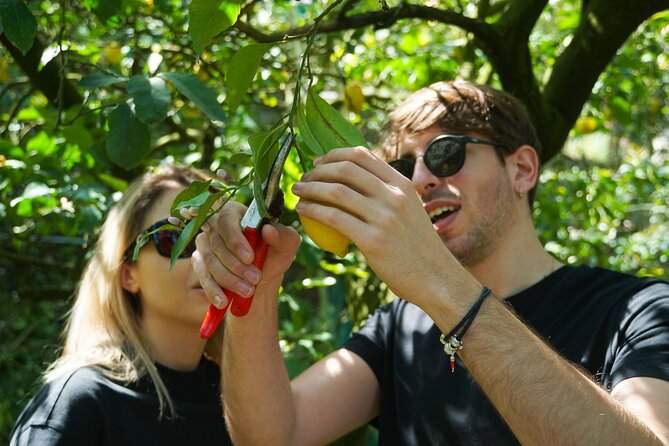Sorrento: Authentic Lemon Experience at a Farm with Tastings - Guided Lemon Picking in the Lemon Grove