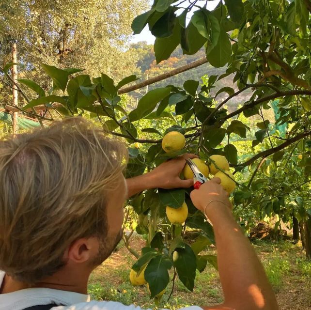 Sorrento: Authentic Lemon Experience in a Farm with Tastings - Key things to know before you go