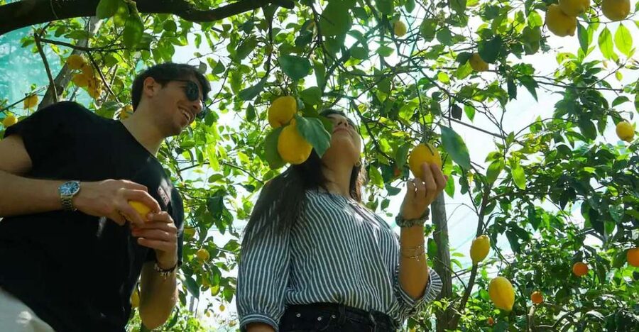 Sorrento: Authentic Lemon Experience in a Farm with Tastings - Walking the Groves: Choosing Your Sorrento Lemons