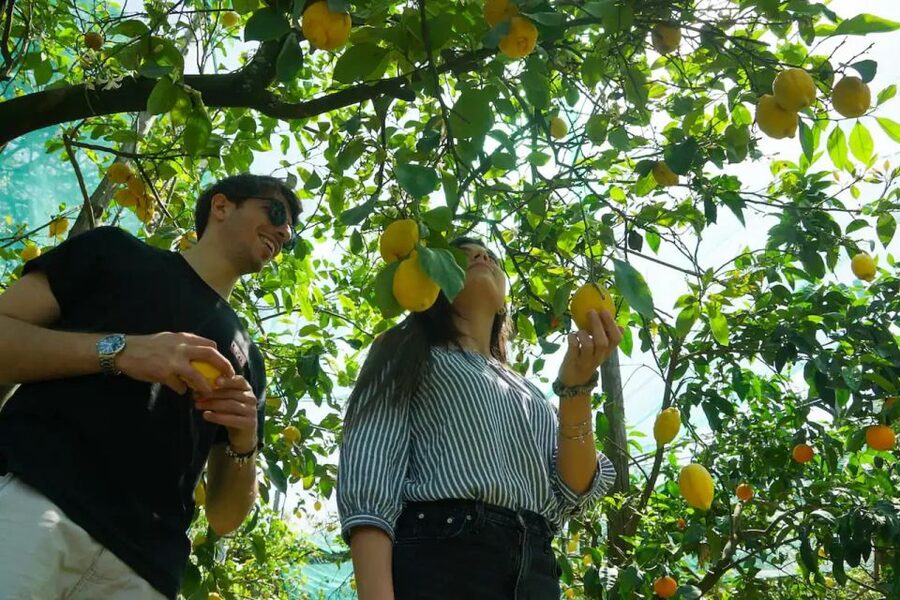 Sorrento: Authentic Lemon Experience in a Farm with Tastings - Price and Value: What $73 Buys for 1.5 Hours
