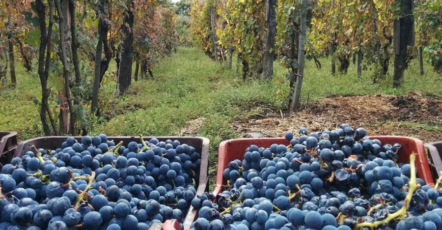 Sorrento: Family Farm Experience with Lunch - A countryside reset from Sorrento’s center