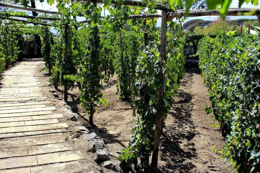 Sorrento: Family Farm Experience with Lunch - Tastings that teach: olive oil, limoncello, and jam