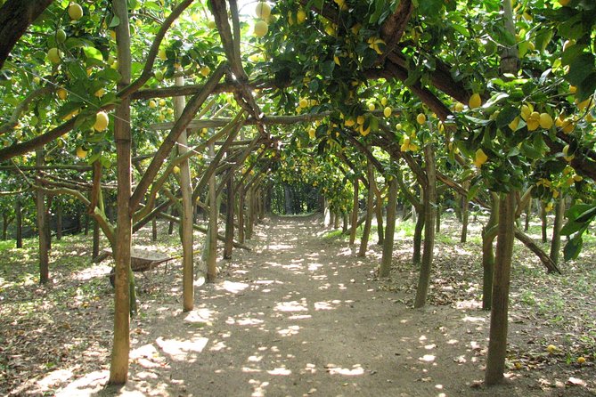 Sorrento Farm and Food Experience including Olive Oil, Limoncello, Wine tasting - Key highlights at La Masseria Farm