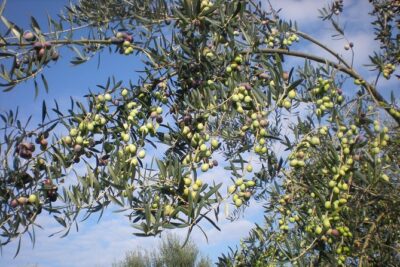 Sorrento Farm and Food Experience including Olive Oil, Limoncello, Wine tasting - Walking the Olive and Lemon Groves: What You’ll Learn in the Hills