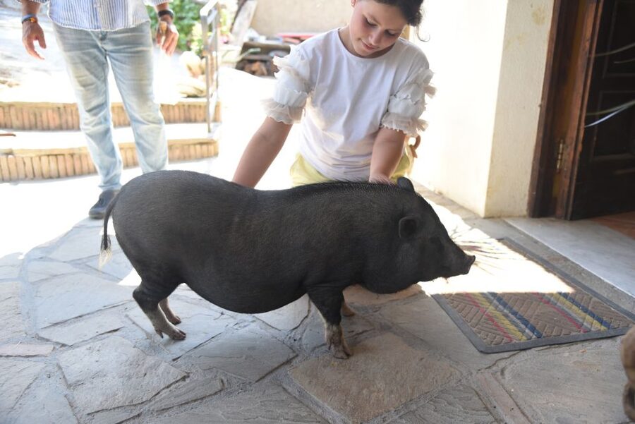 Sorrento: Farm Tour with Cheese Tasting & Pizza Making Class - Key things to know before you go
