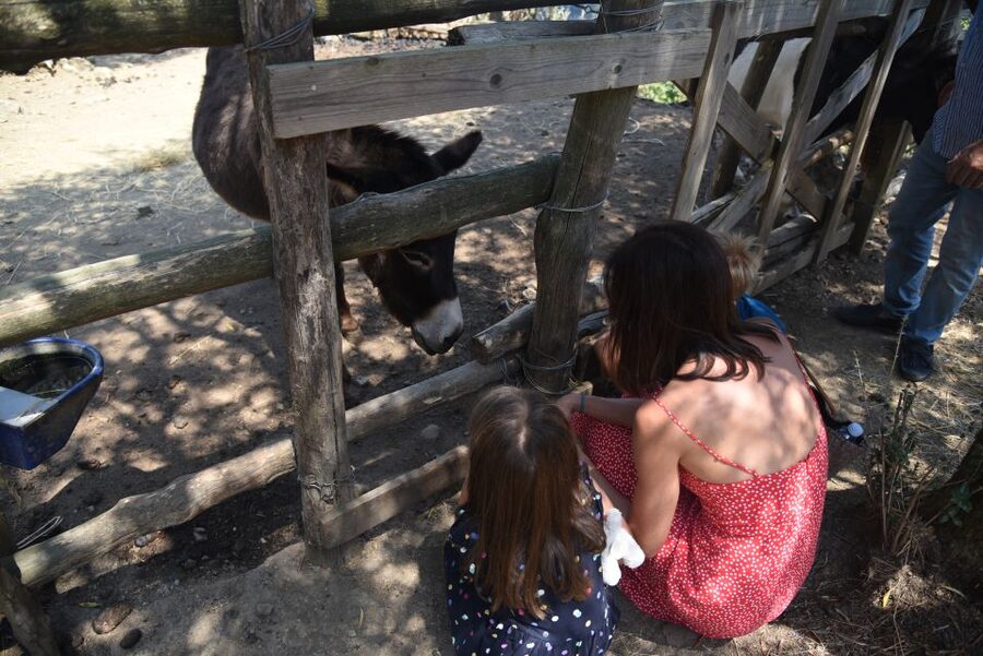 Sorrento: Farm Tour with Cheese Tasting & Pizza Making Class - Who this is best for (and who should skip)