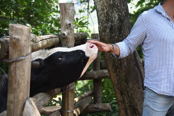 Sorrento Half-Day Farm Experience: Pizza, Cheese Making and Wine - From Sorrento’s meeting point to the farm above Naples