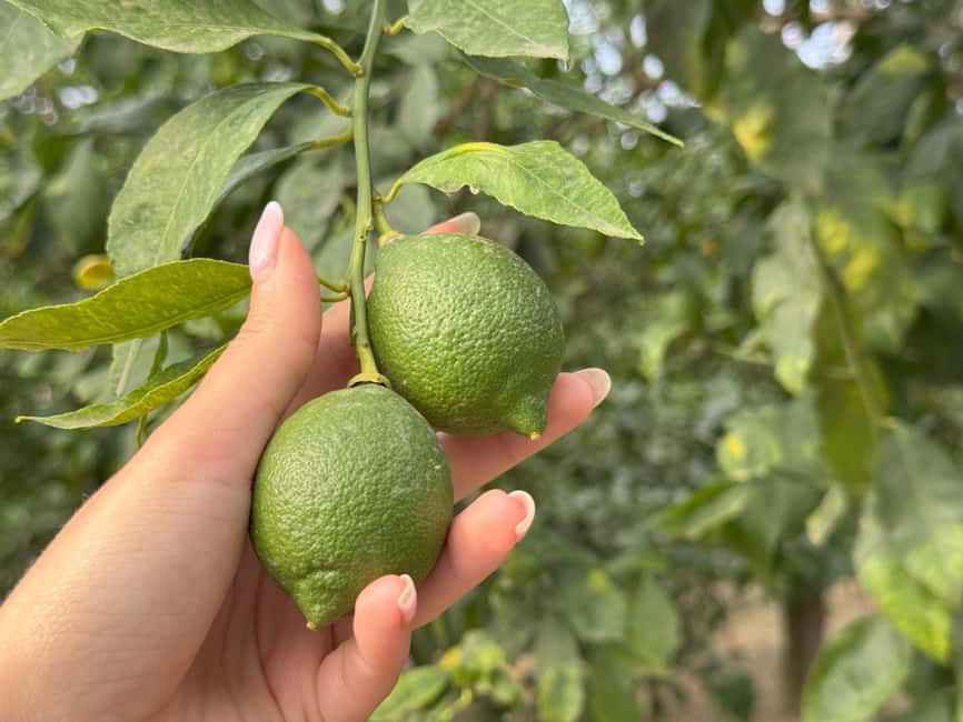 Sorrento: Lemon Tour & Farm Breakfast - Key Things I’d Not Skip Here